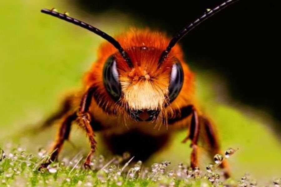 Povijest pčela“  –  Maja Lunde – međunarodna  senzacija koja povezuje Kinu, Ohio i Englesku.